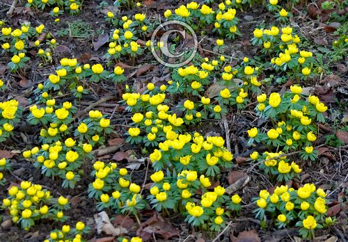 Aconites 2 DMO419